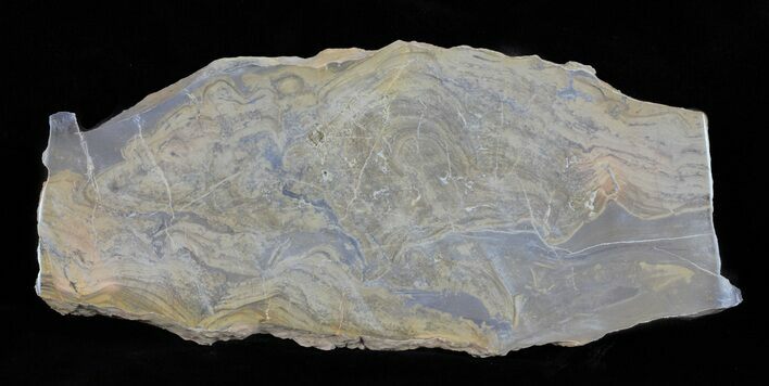 Devonian Stromatolite Slice - Orkney, Scotland #61081
